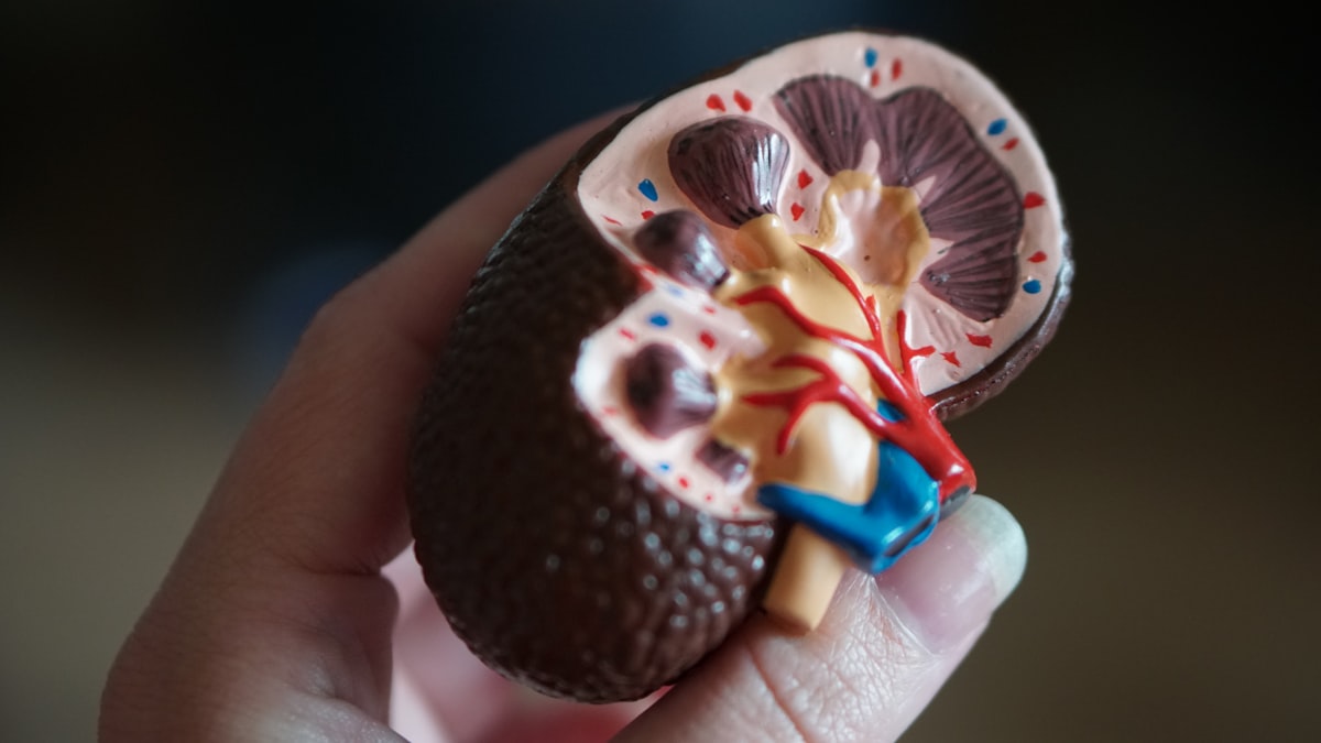 Reprezentare anatomică a rinichilor, în contextul protecției renale în diabet